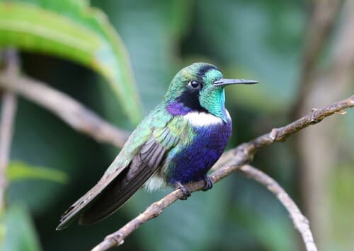 Hyacinth Visorbearer