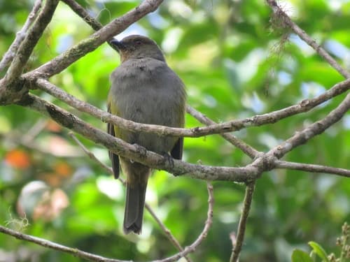 Yellow-flanked Whistler