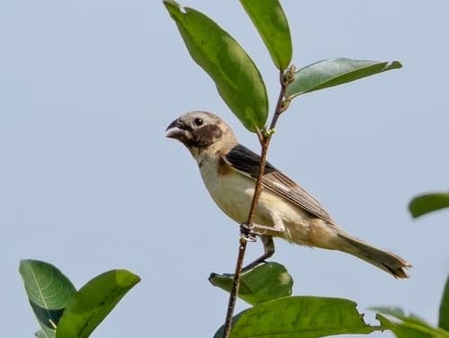Iberá Seedeater