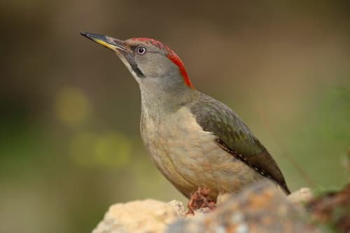 Iberian Green Woodpecker