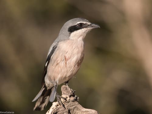 Iberian Grey Shrike