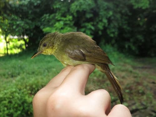 Icterine Greenbul