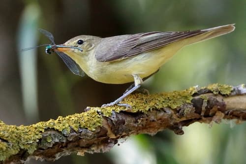 Icterine Warbler