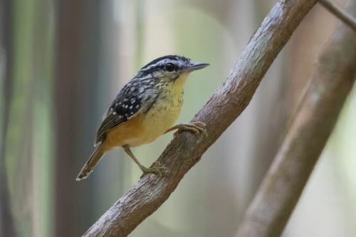 Imeri Warbling-Antbird