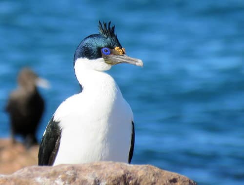 Imperial Shag