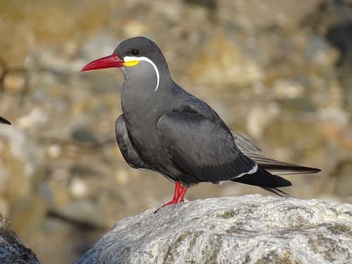 Inca Tern