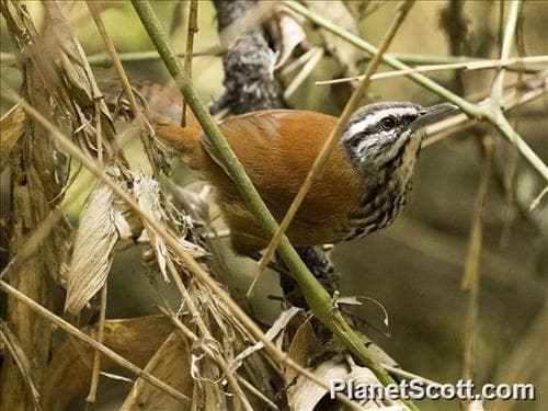 Inca Wren