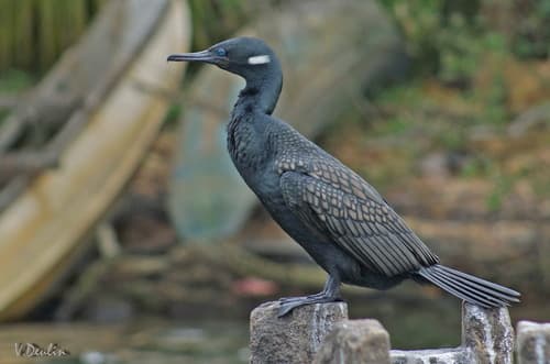 Indian Cormorant