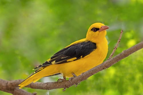 Indian Golden Oriole