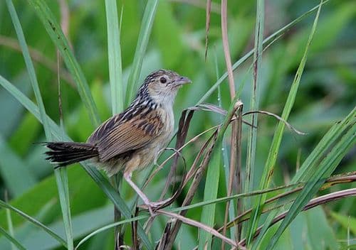 Indian Grassbird