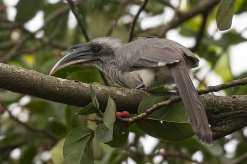 Indian Grey Hornbill