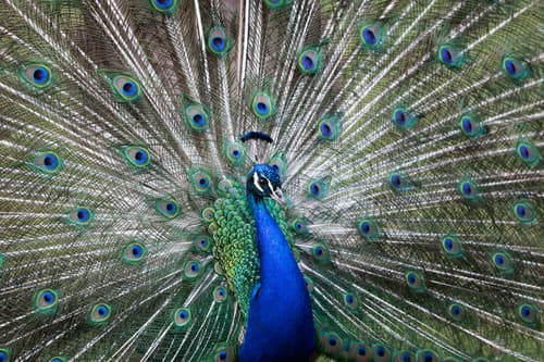 Indian Peafowl