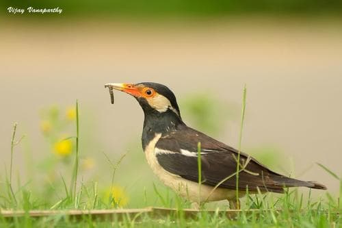Indian Pied Starling