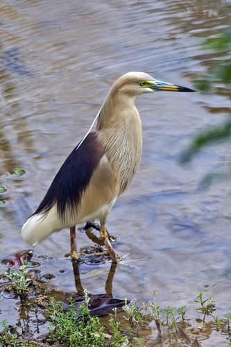 Indian Pond-Heron
