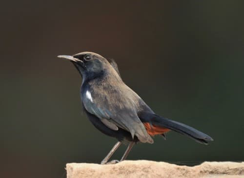 Indian Robin