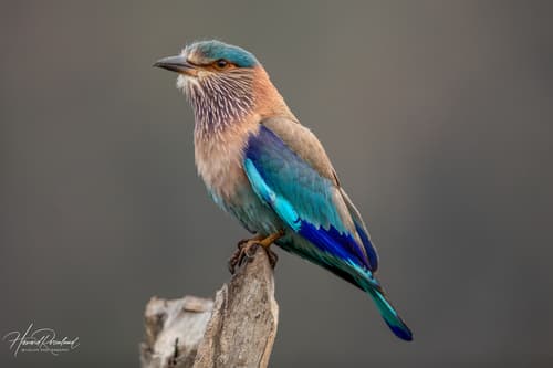 Indian Roller