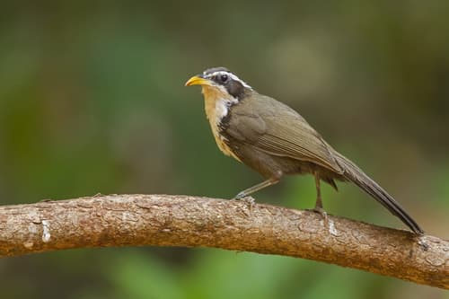 Indian Scimitar-Babbler