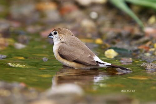 Indian Silverbill