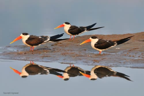 Indian Skimmer