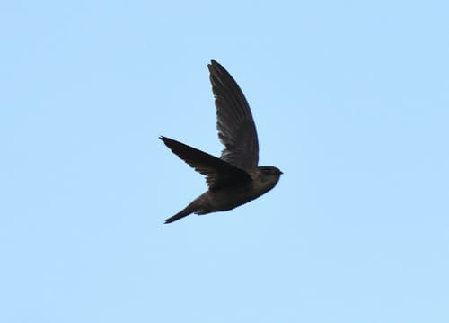Indian Swiftlet
