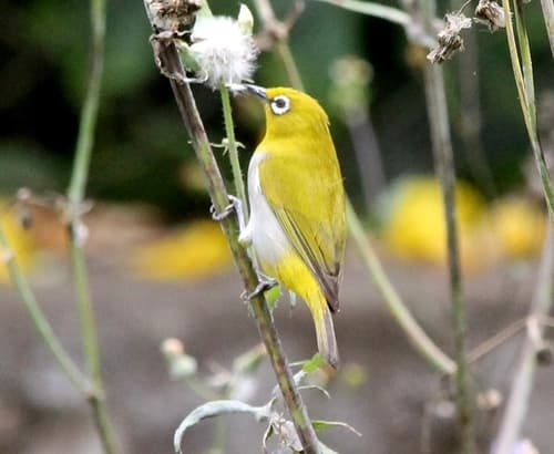 Indian White-eye