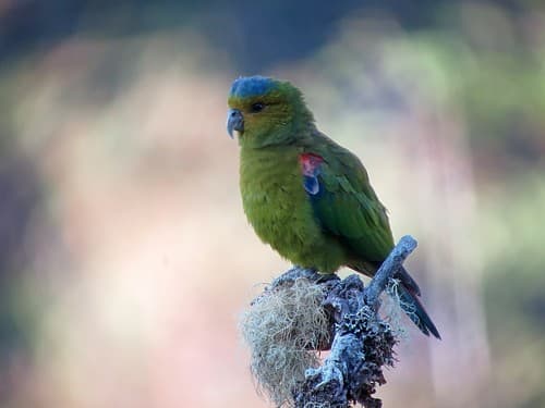 Indigo-winged Parrot