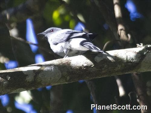 Indochinese Cuckooshrike