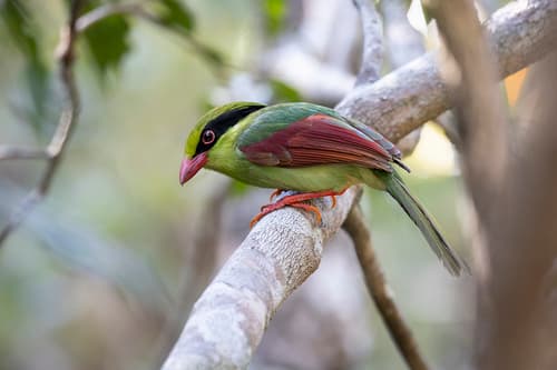 Indochinese Green-Magpie