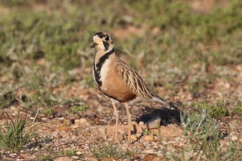 Inland Dotterel