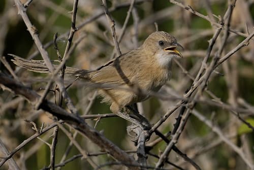 Iraq Babbler