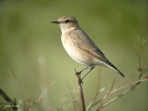 Isabelline Wheatear