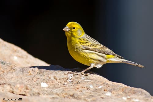 Island Canary