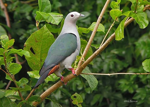 Island Imperial Pigeon