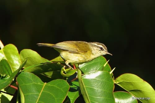 Island Leaf Warbler