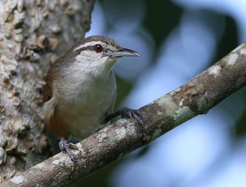 Isthmian Wren