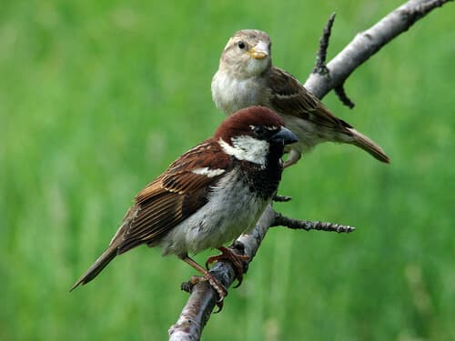 Italian Sparrow