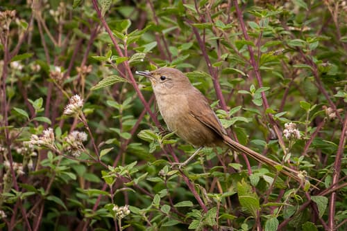 Itatiaia Spinetail