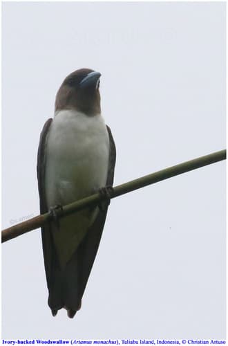 Ivory-backed Woodswallow