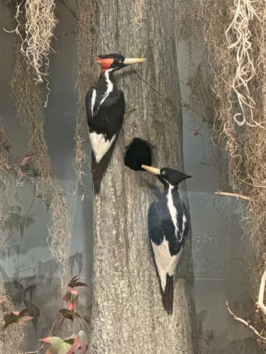Ivory-billed Woodpecker