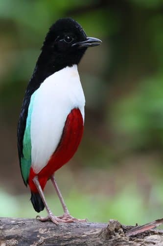 Ivory-breasted Pitta