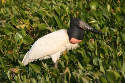 Jabiru