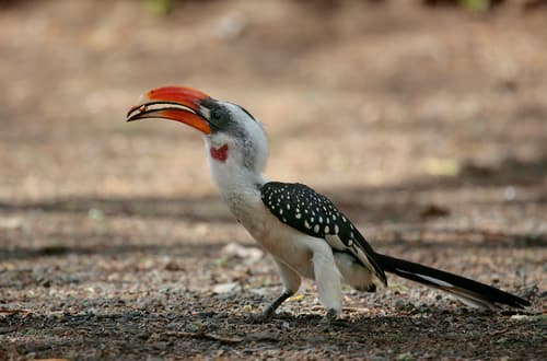 Jackson's Hornbill