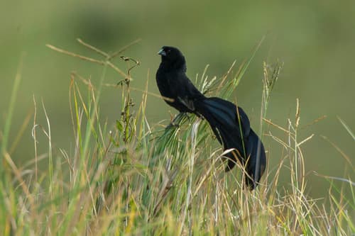 Jackson's Widowbird