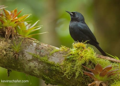 Jamaican Blackbird
