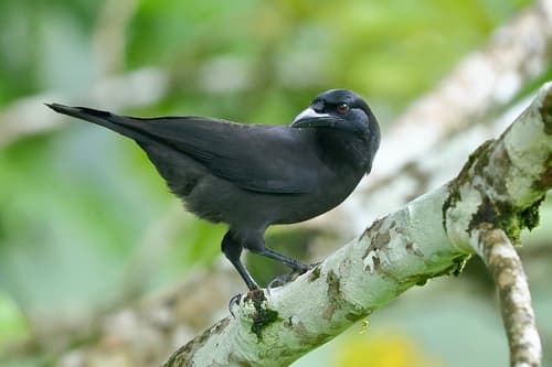 Jamaican Crow