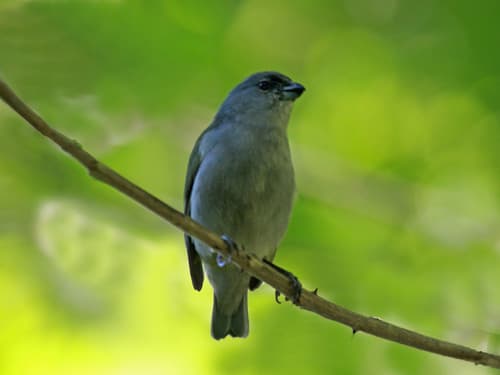 Jamaican Euphonia