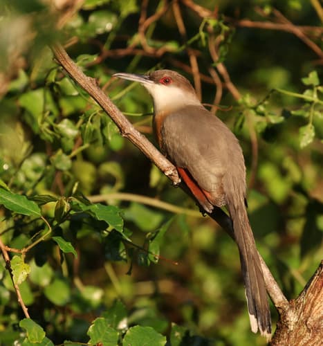 Jamaican Lizard-Cuckoo