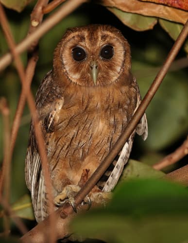 Jamaican Owl