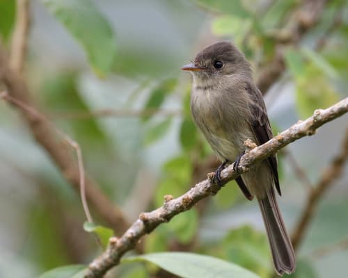 Jamaican Pewee