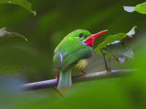 Jamaican Tody